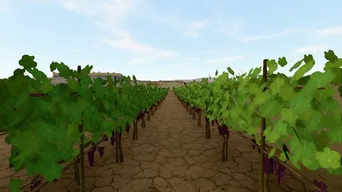 Խաղողի այգիներ